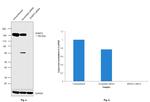 EHMT2 Antibody in Western Blot (WB)