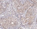 PSMA2 Antibody in Immunohistochemistry (Paraffin) (IHC (P))