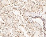 PSMA2 Antibody in Immunohistochemistry (Paraffin) (IHC (P))