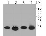 PSMA2 Antibody in Western Blot (WB)