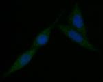 KIFAP3 Antibody in Immunocytochemistry (ICC/IF)