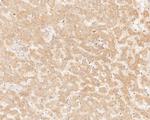 KIFAP3 Antibody in Immunohistochemistry (Paraffin) (IHC (P))