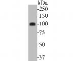 ARTS1 Antibody in Western Blot (WB)