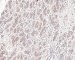 SENP2 Antibody in Immunohistochemistry (Paraffin) (IHC (P))