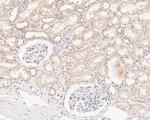 SENP2 Antibody in Immunohistochemistry (Paraffin) (IHC (P))