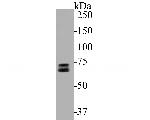 SENP2 Antibody in Western Blot (WB)