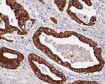 SLC22A3 Antibody in Immunohistochemistry (Paraffin) (IHC (P))