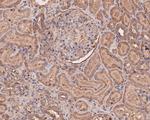 eIF3b Antibody in Immunohistochemistry (Paraffin) (IHC (P))