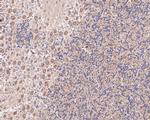 eIF3b Antibody in Immunohistochemistry (Paraffin) (IHC (P))