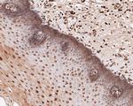 eIF3e Antibody in Immunohistochemistry (Paraffin) (IHC (P))