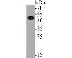 eIF3e Antibody in Western Blot (WB)