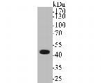 ABI2 Antibody in Western Blot (WB)