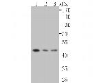 DP1 Antibody in Western Blot (WB)