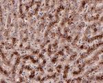 ARF5 Antibody in Immunohistochemistry (Paraffin) (IHC (P))