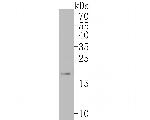 ARF5 Antibody in Western Blot (WB)