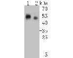 CD1a Antibody in Western Blot (WB)