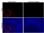 CD38 Antibody in Immunohistochemistry (Paraffin) (IHC (P))