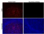 CD38 Antibody in Immunohistochemistry (Paraffin) (IHC (P))