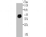 PAX2 Antibody in Western Blot (WB)