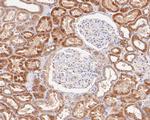 beta glucuronidase Antibody in Immunohistochemistry (Paraffin) (IHC (P))