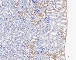 CHMP2B Antibody in Immunohistochemistry (Paraffin) (IHC (P))