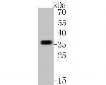 Syntaxin 1 Antibody in Western Blot (WB)