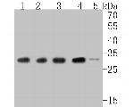 RPL7A Antibody in Western Blot (WB)