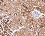 GOT2 Antibody in Immunohistochemistry (Paraffin) (IHC (P))