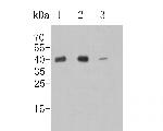 GOT2 Antibody in Western Blot (WB)