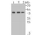 TNFRSF19 Antibody in Western Blot (WB)