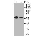 DOK1 Antibody in Western Blot (WB)