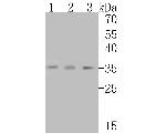 Alpha SNAP Antibody in Western Blot (WB)