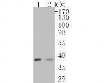 VEGFD Antibody in Western Blot (WB)