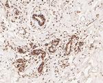 NFYA Antibody in Immunohistochemistry (Paraffin) (IHC (P))