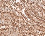 NFYA Antibody in Immunohistochemistry (Paraffin) (IHC (P))