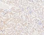 NFYA Antibody in Immunohistochemistry (Paraffin) (IHC (P))