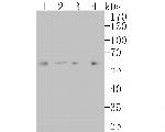 LGI1 Antibody in Western Blot (WB)