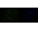 BAT3 Antibody in Immunocytochemistry (ICC/IF)