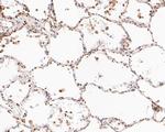 BAT3 Antibody in Immunohistochemistry (Paraffin) (IHC (P))