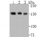 BAT3 Antibody in Western Blot (WB)