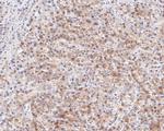 PEX19 Antibody in Immunohistochemistry (Paraffin) (IHC (P))