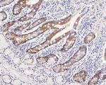 PEX19 Antibody in Immunohistochemistry (Paraffin) (IHC (P))