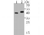 Kallikrein 5 Antibody in Western Blot (WB)