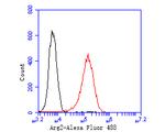 ARG2 Antibody in Flow Cytometry (Flow)