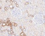 ARG2 Antibody in Immunohistochemistry (Paraffin) (IHC (P))