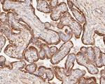 P4HB Antibody in Immunohistochemistry (Paraffin) (IHC (P))