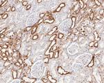 P4HB Antibody in Immunohistochemistry (Paraffin) (IHC (P))