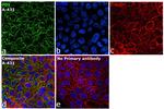 P4HB Antibody in Immunocytochemistry (ICC/IF)