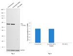 P4HB Antibody in Western Blot (WB)