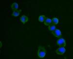 VPS28 Antibody in Immunocytochemistry (ICC/IF)